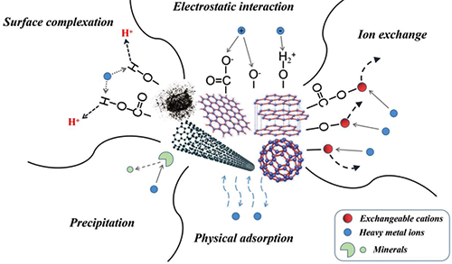 重金属在碳基官能团吸附剂上的吸附机制示意图